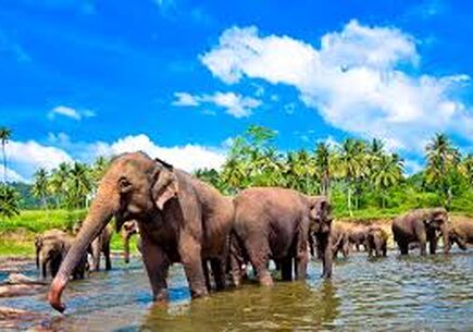 Sri Lanka Tur Paketi - 7 Gece / 8 Gün