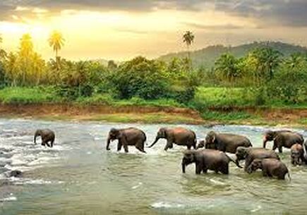 Sri Lanka Tur Paketi - 7 Gece / 8 Gün