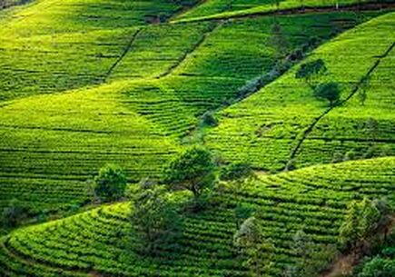 Sri Lanka Tur Paketi - 7 Gece / 8 Gün